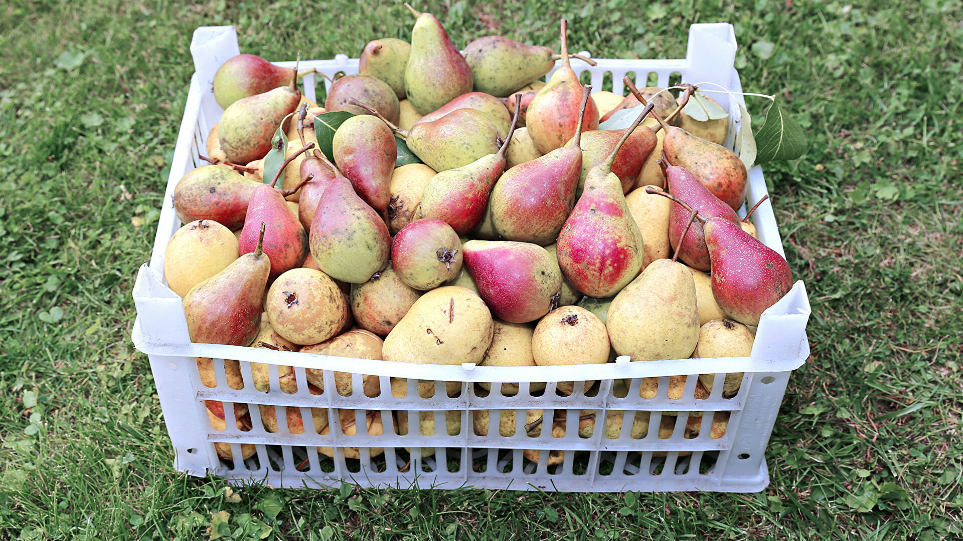 В Роскачестве рассказали, как выбрать спелые груши