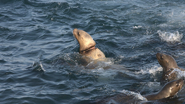 "Это мучения". Ученые рассказали, что губит морских животных