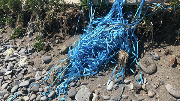 "Это мучения". Ученые рассказали, что губит морских животных