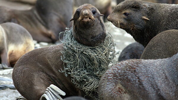 "Это мучения". Ученые рассказали, что губит морских животных
