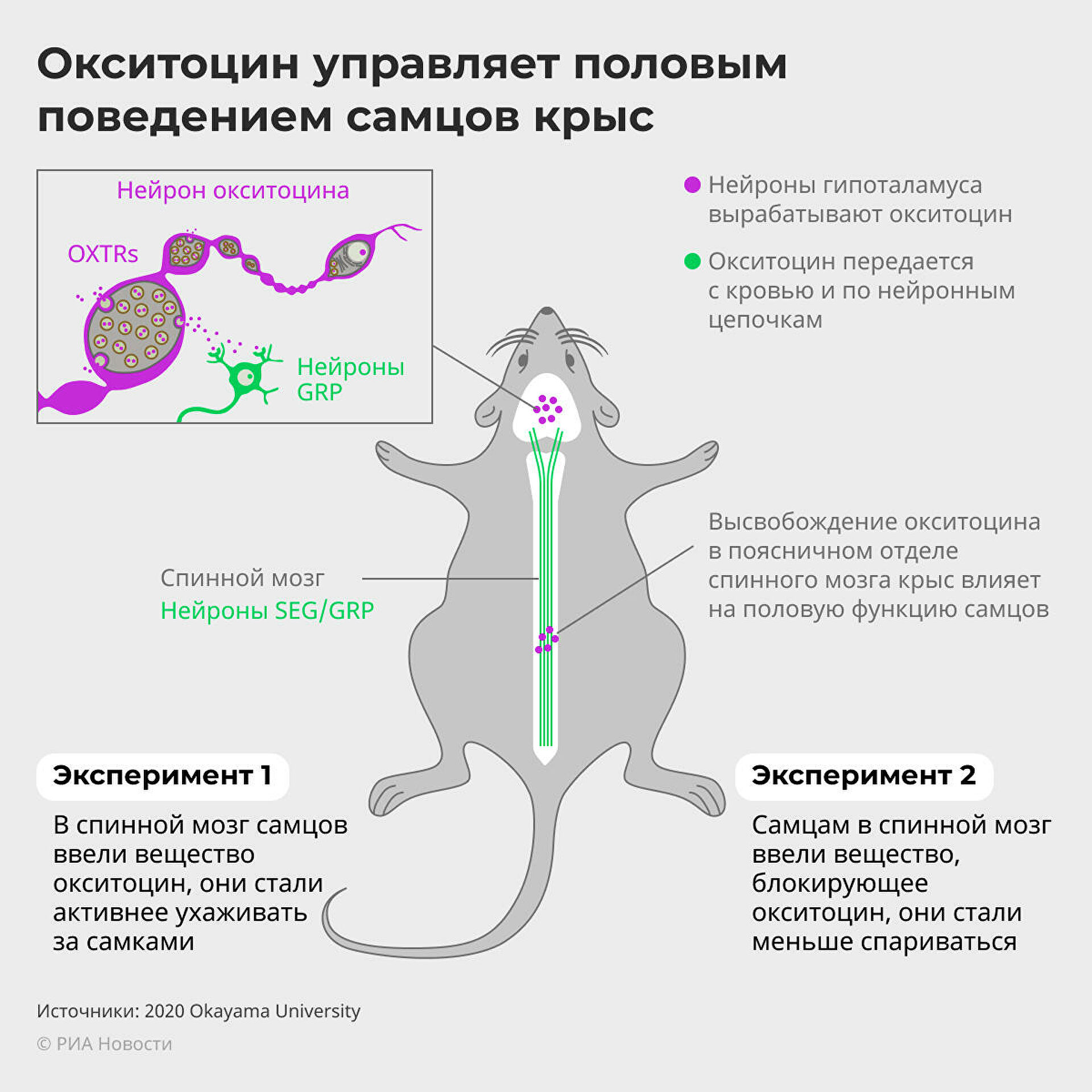 Ученые раскрыли тайны мужской сексуальности благодаря гормону любви