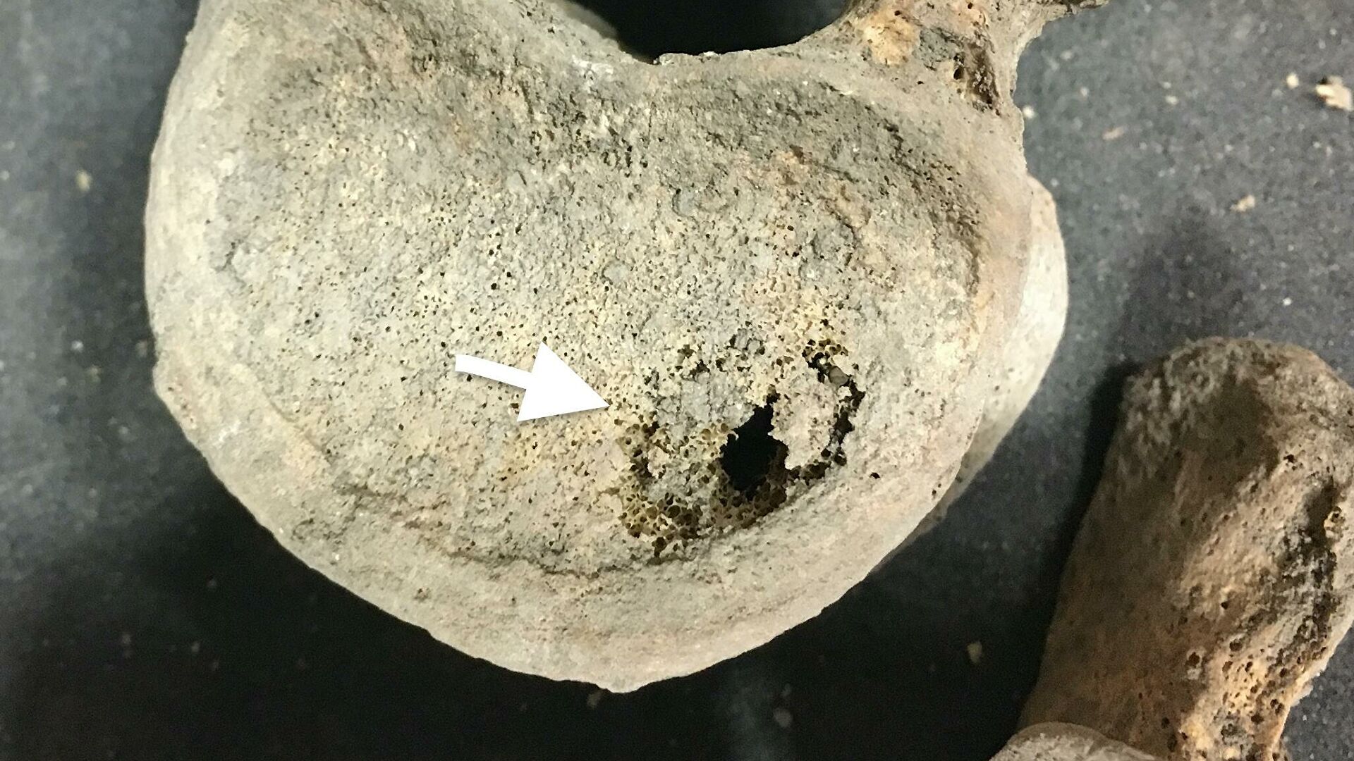 Ученые обнаружили антираковое свойство авокадо