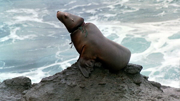 "Это мучения". Ученые рассказали, что губит морских животных