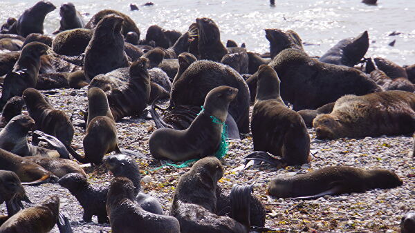 "Это мучения". Ученые рассказали, что губит морских животных