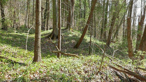 В Москве нашли древние курганы, которые могли принадлежать вятичам