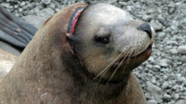 "Это мучения". Ученые рассказали, что губит морских животных