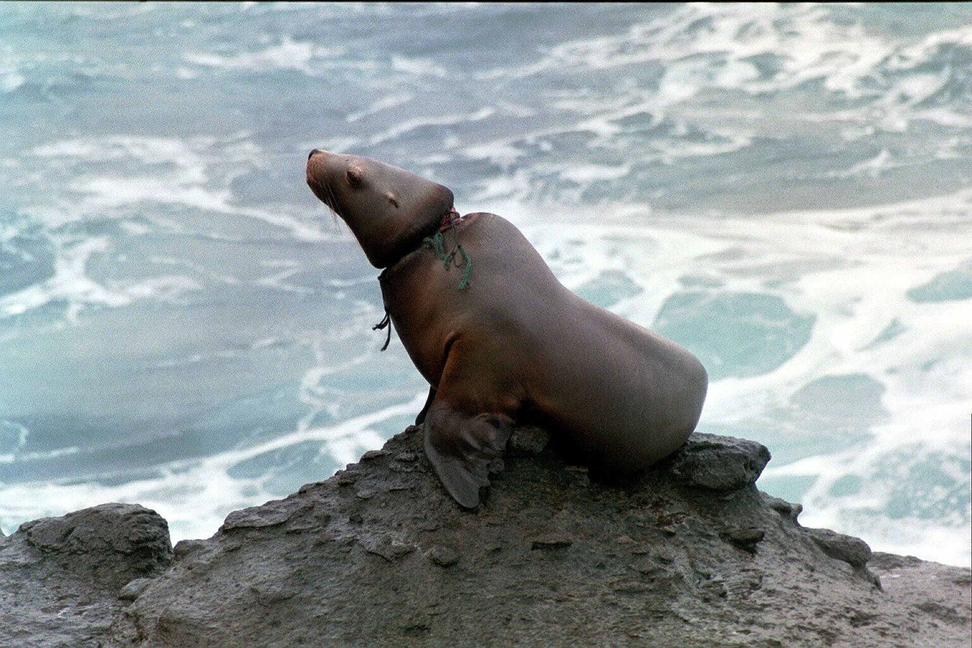 "Это мучения". Ученые рассказали, что губит морских животных