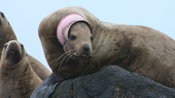 "Это мучения". Ученые рассказали, что губит морских животных