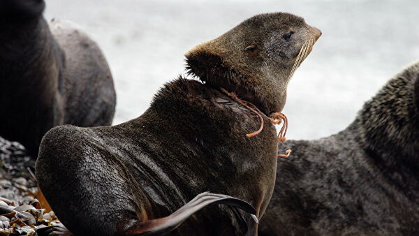 "Это мучения". Ученые рассказали, что губит морских животных